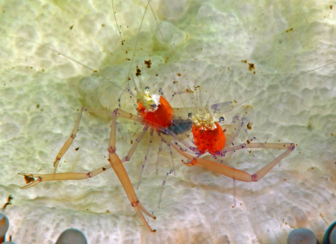 15 Mushroom Coral Shrimp.jpg